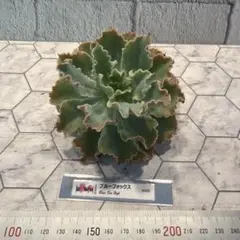 にゃんとも様専用　韓国苗　ブルーフォックス