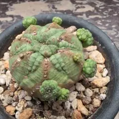 2026年最新】ユーフォルビア シンメトリカの人気アイテム - メルカリ