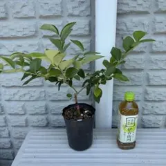 熱帯果樹 Syzygium oleosumブルーリリーピリー 1苗 - メルカリ
