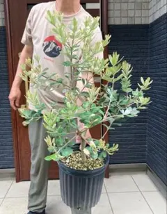 プロテア マグニフィカ クイーンプロテア 鉢植え 苗① レア品種 - メルカリ