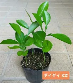 m様 リクエスト 4点 まとめ商品