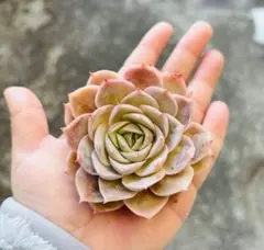 hikaru様 リクエスト 2点 まとめ商品