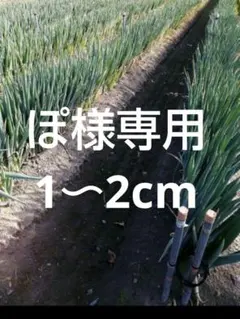 ぽ様専用　白ネギ　長ねぎ　ねぎ　野菜