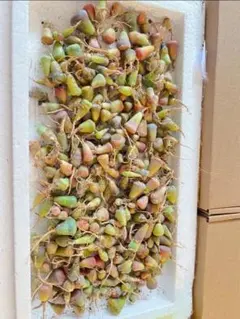 緑一色様 リクエスト 2点 まとめ商品