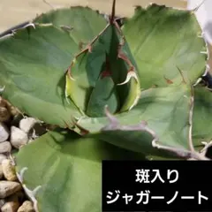 2026年最新】ジャガーノート錦の人気アイテム - メルカリ