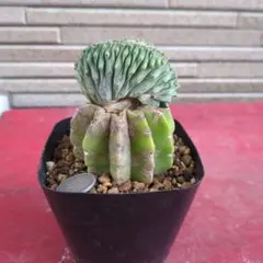 A 菊水 実生 鉢植えメルカリ便送料込み 2026年最新】菊水 サボテンの人気アイテム - メルカリ