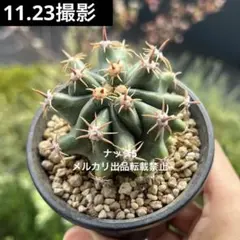 2025年最新】金冠竜の人気アイテム - メルカリ