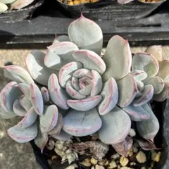 チョコ肉様 リクエスト 2点 まとめ商品