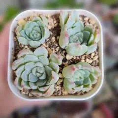 ヒューミリス　全部抜き　多肉植物