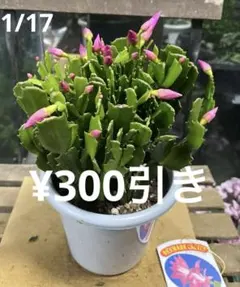 あきちゃん様 リクエスト 2点 まとめ商品