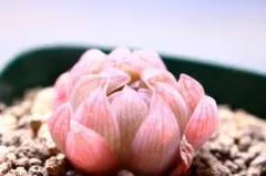 kou様 リクエスト 2点 まとめ商品