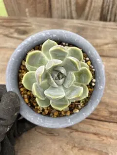 多肉植物 アイボリーパゴダ 抜き苗 ② - メルカリ