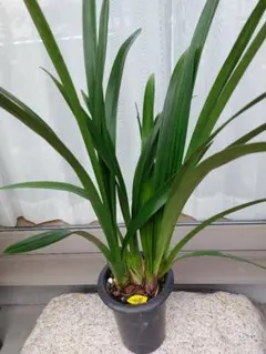 シンビジウム　ショパンの調べ　花無しのサムネイル