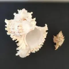 テングガイ 貝殻 2個セット インテリア 標本