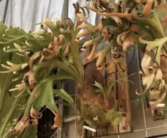 2025年最新】foong siqiの人気アイテム - メルカリ