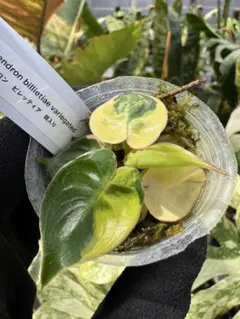 りょ様 リクエスト 6点 まとめ商品