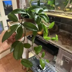 ホヤ　パーフェクトグリーン　土植え　多肉植物