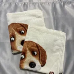 ビーグル犬柄タオルハンカチ2枚セット