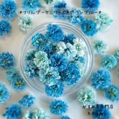 かすみ草　＊グランブルー＊　60粒＋α フリルブーケシリーズ　ドライフラワー