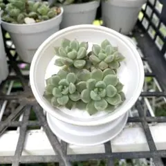 ラブリーローズ錦 虹斑入りの葉っぱ 多肉植物 エケベリア 写真ニの全部