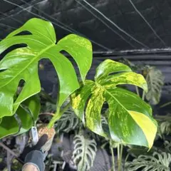 ロ*ー様 斑入りモンステラボルシギアナオーレア黄斑4号鉢植え56cm発根