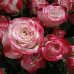 切り花品種の中苗coul♡r shell - メルカリ