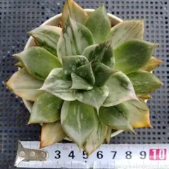 フラメンコ錦 多肉植物 - メルカリ