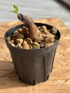 良型 オペルクリカリア パキプス 現地球 発根済 菊地亨 y鉢 作家鉢 付き 良型 オペルクリカリア パキプス 現地球 発根済 菊地亨 y鉢 作家