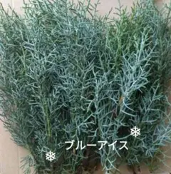 生花✼コニファー ブルーアイス♪Xmasお正月しめ縄飾りネコポス発送✼*