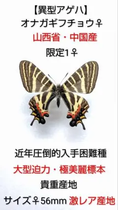 アオメガネトリバネアゲハ♂標本☆ニューアイルランド島産☆ 133mm入手