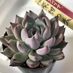 黒爪がカッコいい！　ミックスベリア　紫紺の矢② 抜き苗　第4種発送