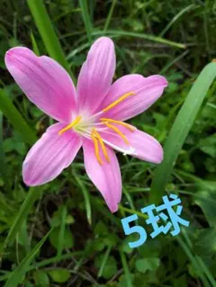 有栖様 リクエスト 2点 まとめ商品