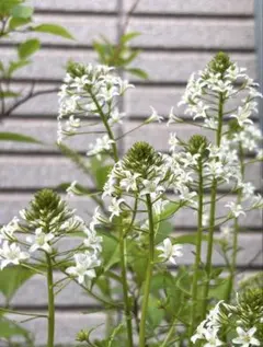 masao様 リクエスト 2点 まとめ商品