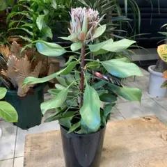 キングプロテア リトルプリンス 鉢植え - メルカリ