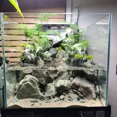 30cmキューブ水槽　スターターセット おすすめ】30㎝水槽セット7選！初心者も安心の商品や選び方について