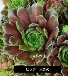 センペルビウム パシフィックテディ 抜き苗 3個 - メルカリ