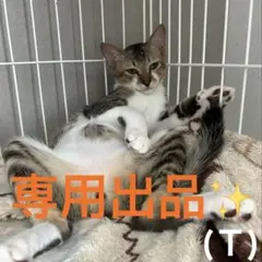 toratora. 専用出品✨