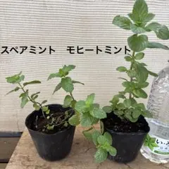 モヒートミント苗とスペアミント苗のセットのサムネイル