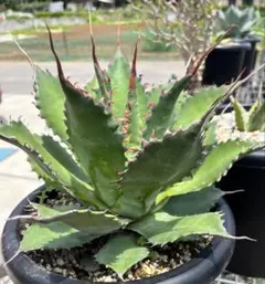 新種】アガベ モンタナ 白覆輪斑｜国内流通少・艶肌美株（発根済み