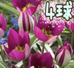 usagi　(⁠✿⁠^⁠‿⁠^⁠)様 リクエスト 2点 まとめ商品