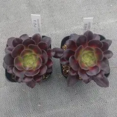 1ポット585円 アエオニウム フラッシュ 7.5cmポット - メルカリ