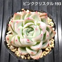 ピンククリスタル 193 エケベリア 多肉植物 抜き苗