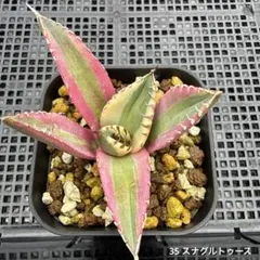 マ*サ様 35 アガベ　チタノタ スナグルトゥースのサムネイル