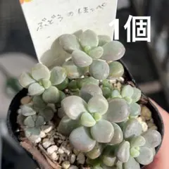多肉植物【ミウル】グラプトセダム ポットごと or 抜き苗 6㎝ポット