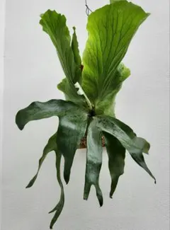 P. willinckii '月光' (月光爪哇) Spore 1cup 2株 - メルカリ