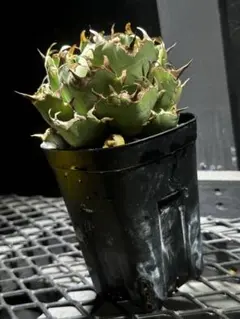Agave titanota 黒鯨 中株 - メルカリ