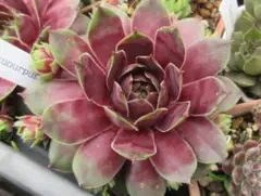 2026年最新】sempervivumの人気アイテム - メルカリ