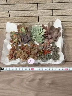 クゥとチャチャ様 リクエスト 2点 まとめ商品