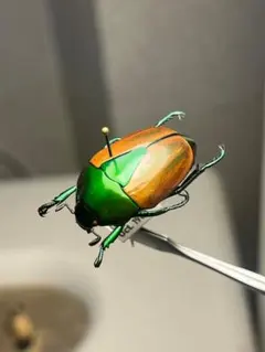 28mm】クラバータカメノコブイブイ プラチナコガネ 昆虫標本