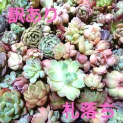多肉植物カット苗【訳あり札落ち】